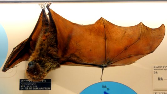 Pteropus pselaphon - National Museum of Nature and Science, Tokyo - DSC07053 2