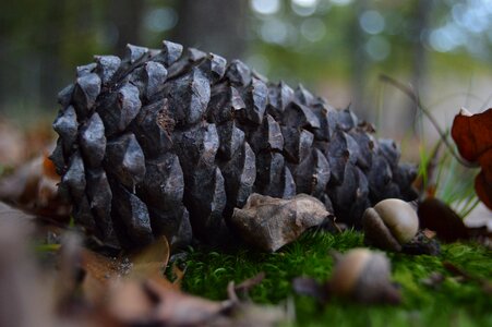 Nature pine cone woods