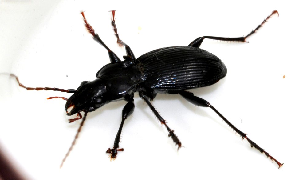 Pterostichus-fasciatopunctatus-02-fws