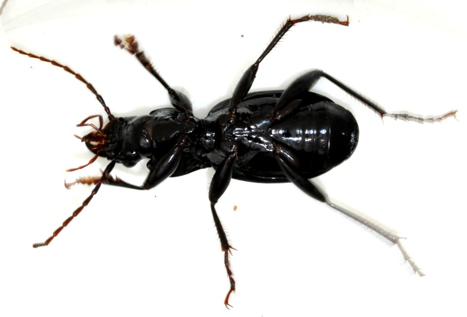 Pterostichus-fasciatopunctatus-04-fws