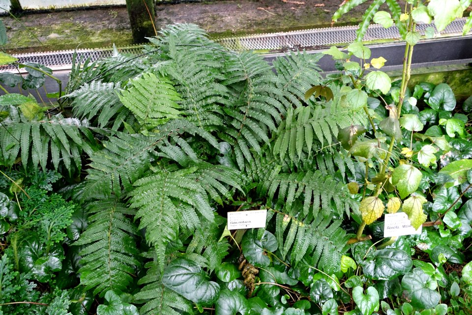Pteris biaurita - Flora park - Cologne, Germany - DSC00645