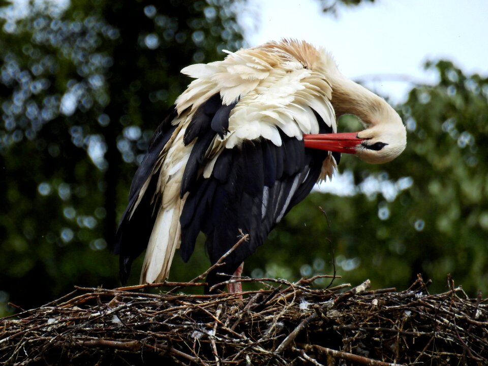 Storchennest rattle stork nature