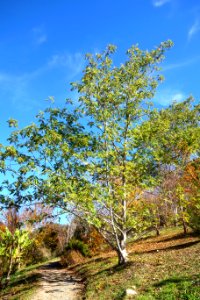 Pterocarya stenoptera - Quarryhill Botanical Garden - DSC03785