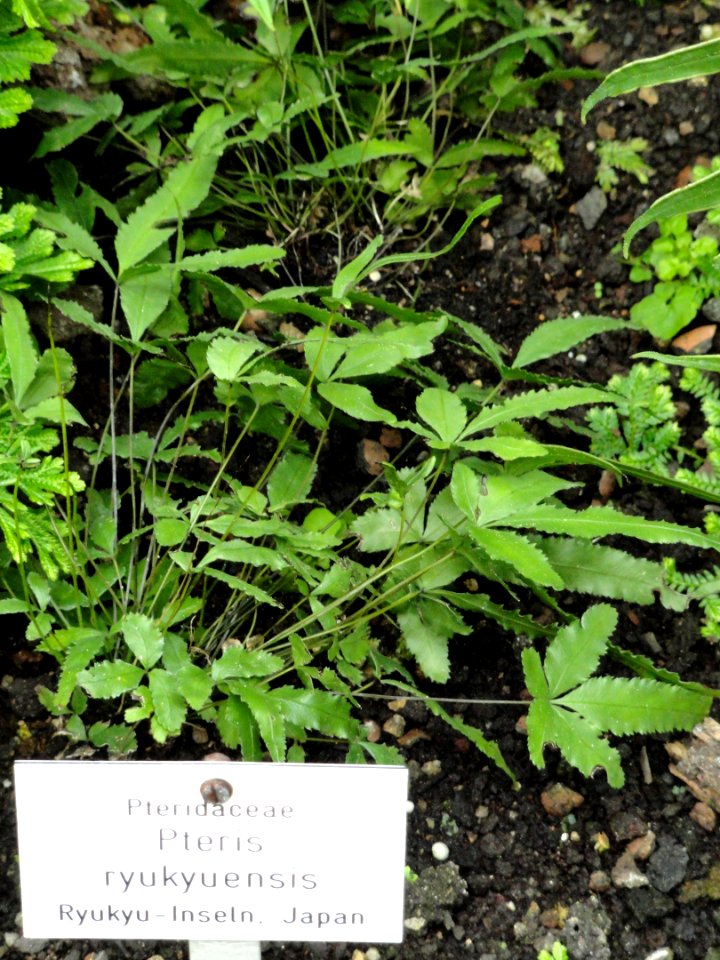 Pteris ryukyuensis - Botanischer Garten Freiburg - DSC06272