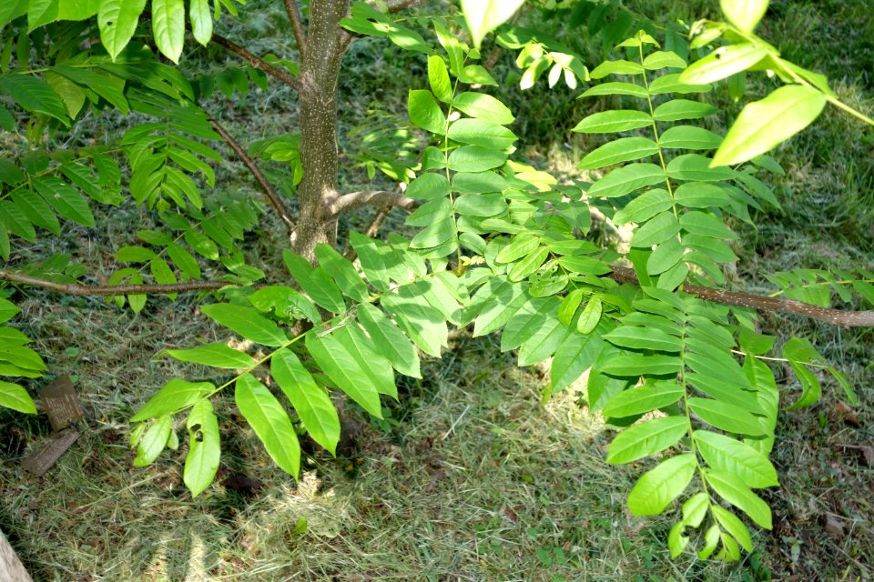 Pterocarya fraxinifolia - Arnold Arboretum - DSC06841