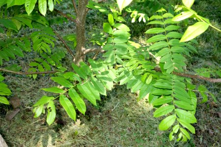 Pterocarya fraxinifolia - Arnold Arboretum - DSC06841