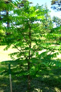 Pterocarya fraxinifolia - Arnold Arboretum - DSC06840