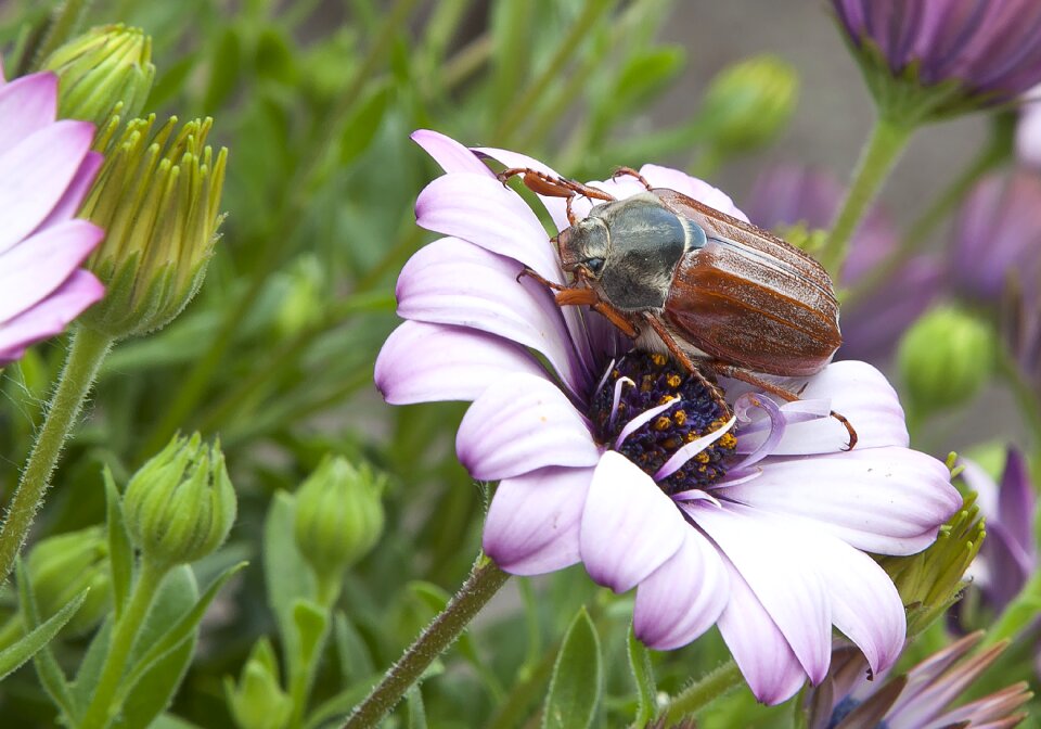 Nature beetle insect