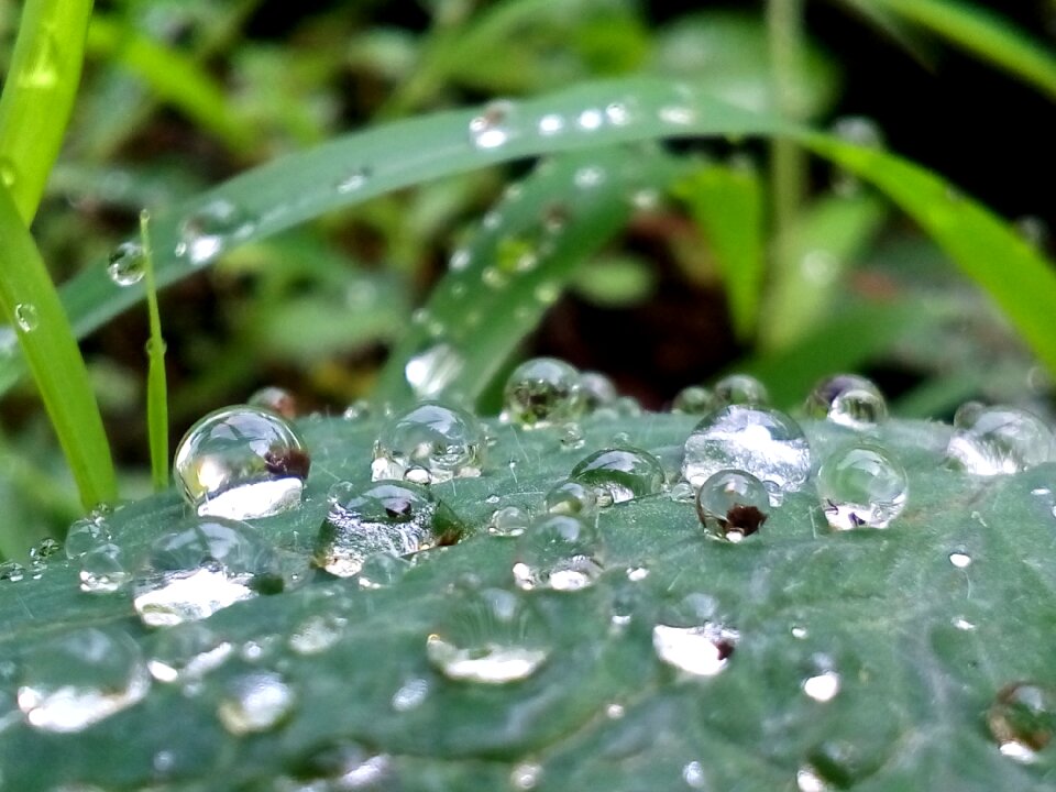 Green plant environment