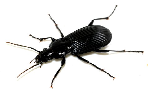 Pterostichus-niger-08-fws