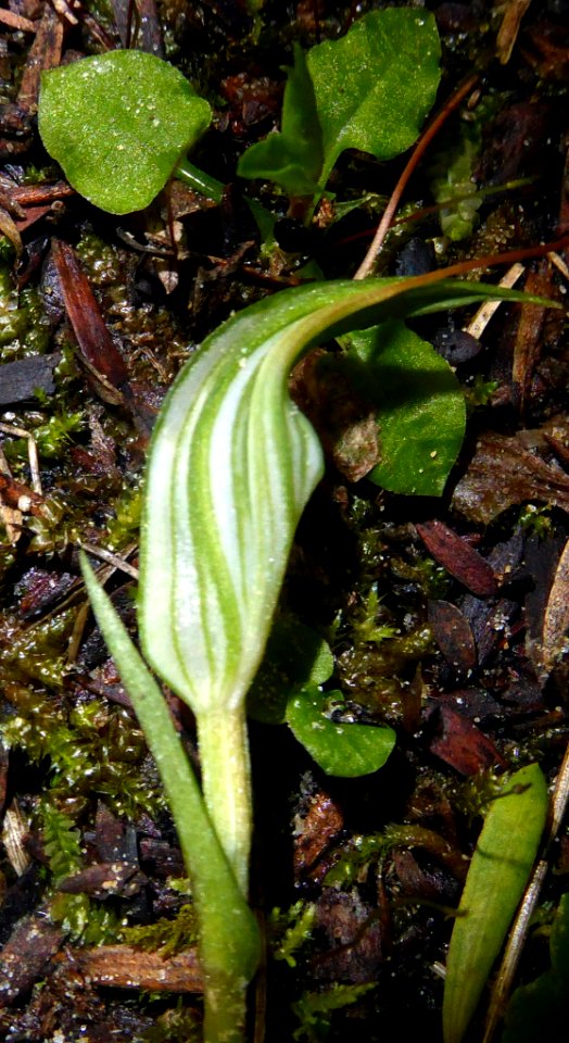 Pterostylis alobula 01 by Peter de Lange