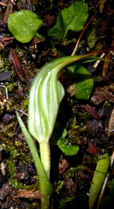 Pterostylis alobula 01 by Peter de Lange