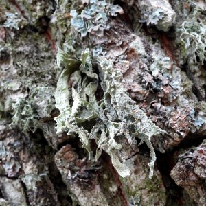Ramalina fraxinea 103514865