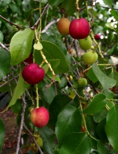 Prunus ilicifolia lyonii photo