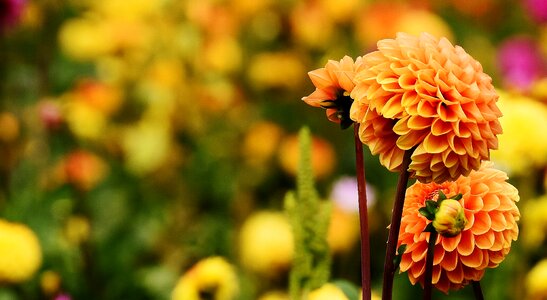 Asteraceae flower garden ornamental flower
