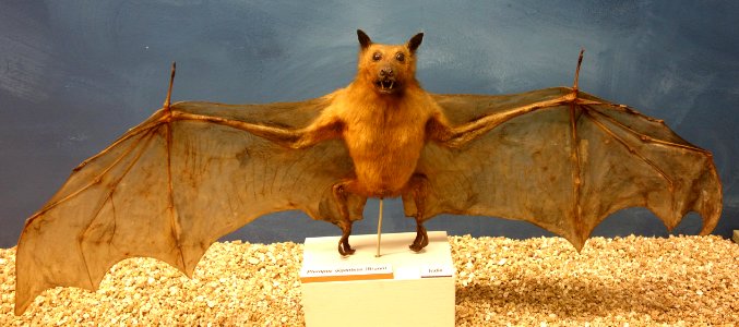 Pteropus giganteus - Museo Civico di Storia Naturale Giacomo Doria - Genoa, Italy - DSC02539