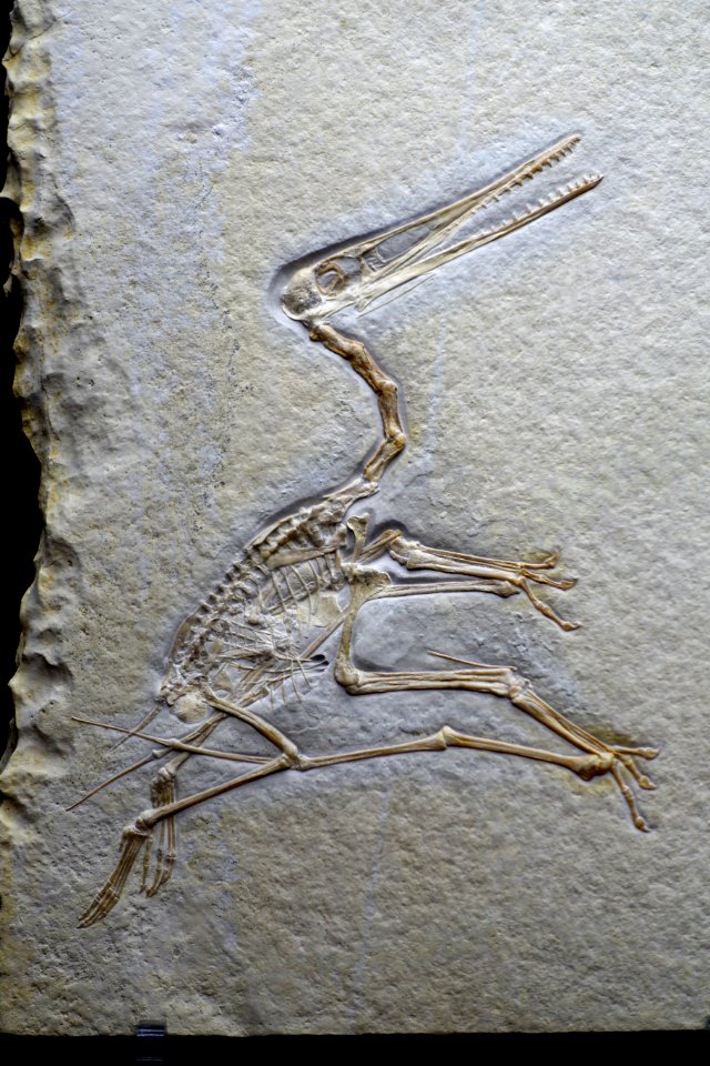 Pterodactylus kochi - Naturhistorisches Museum, Braunschweig, Germany - DSC05093