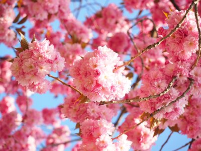 Blossom bloom japanese flowering cherry photo