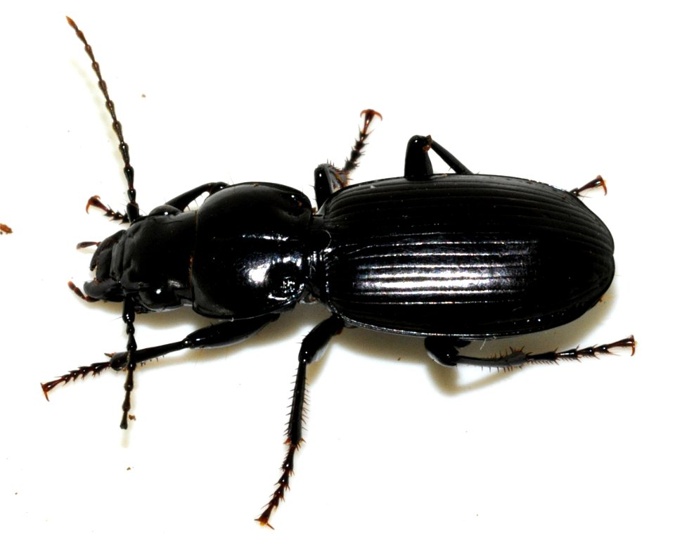 Pterostichus-madidus-01-fws