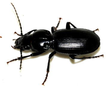 Pterostichus-madidus-01-fws