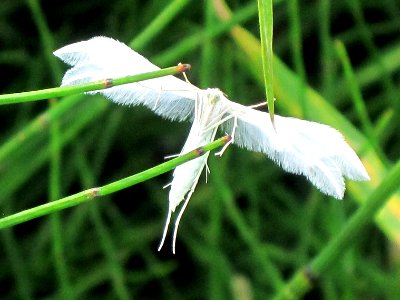 Pterophorus pentadactyla (White Plume Moth), Arnhem, the Netherlands