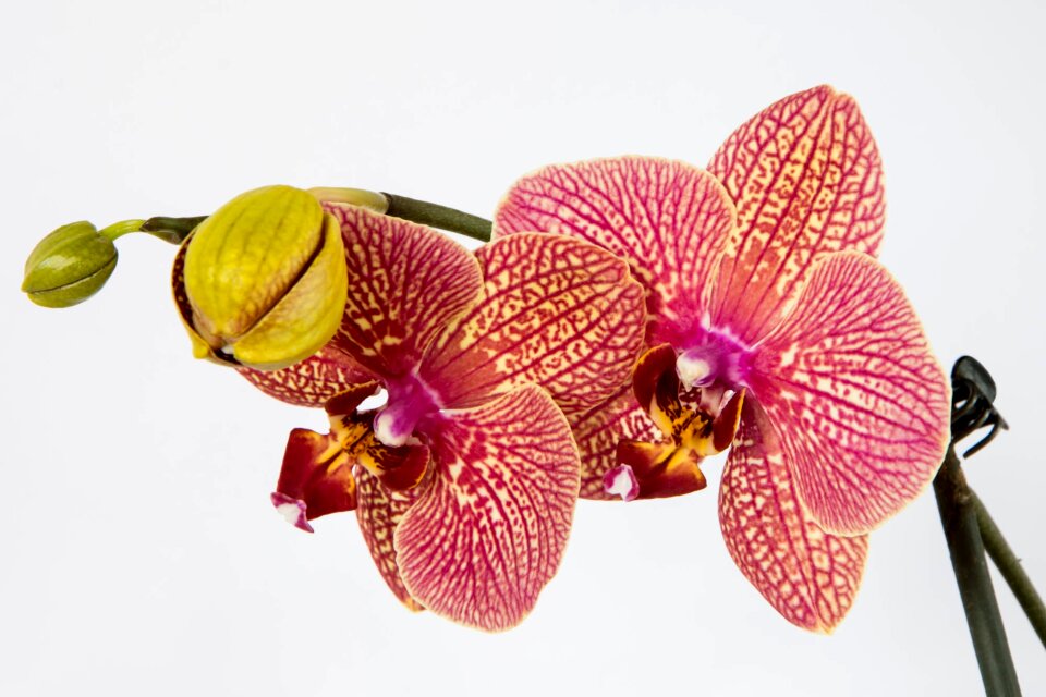 Plant exotic flowering