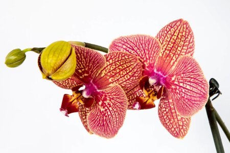 Plant exotic flowering