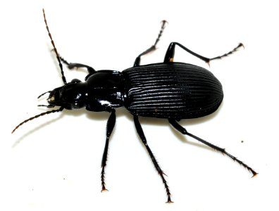 Pterostichus-niger-12-fws