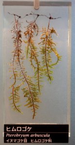 Pterobryum arbuscula - National Museum of Nature and Science, Tokyo - DSC06829