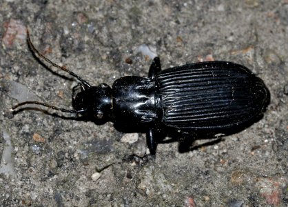 Pterostichus-niger-03-fws