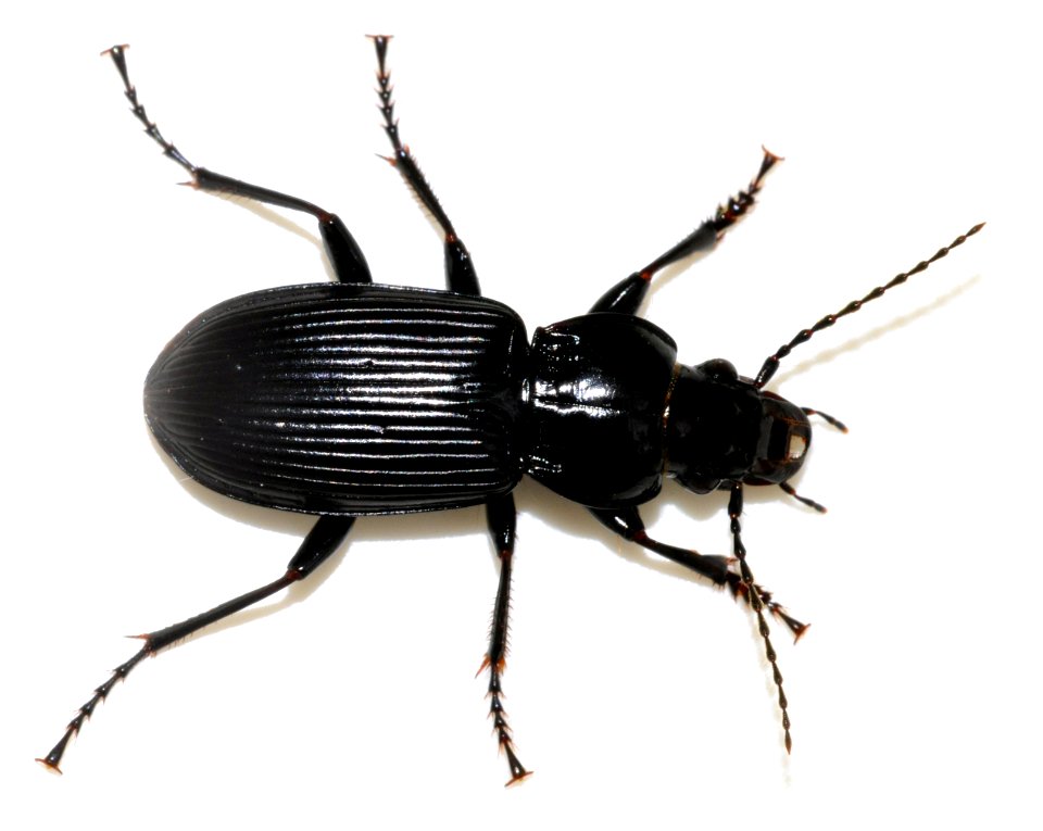 Pterostichus-melanarius-09-fws