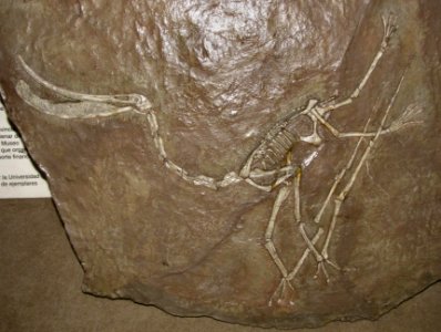 Pterodaustro guinazui