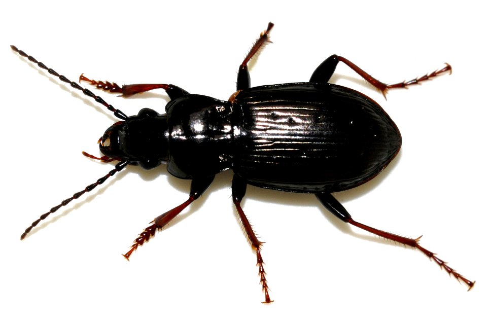 Pterostichus-oblongopunctatus-10-fws