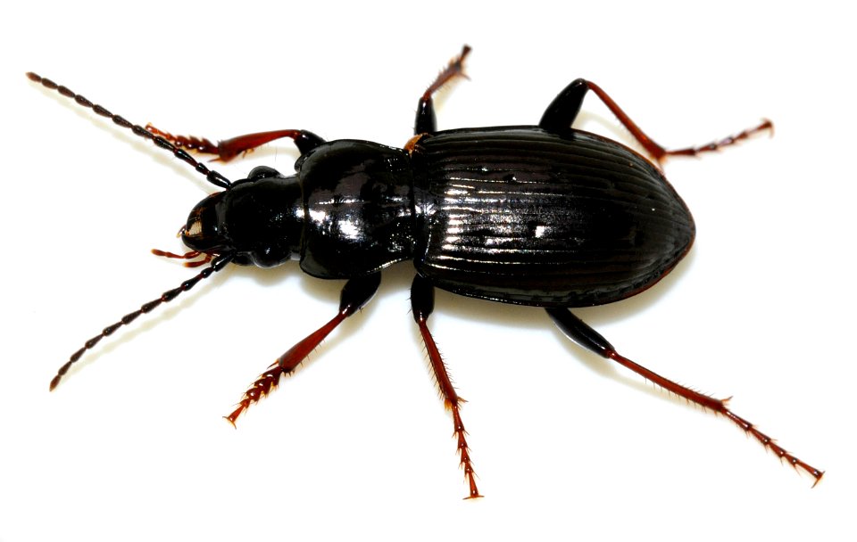 Pterostichus-oblongopunctatus-07-fws