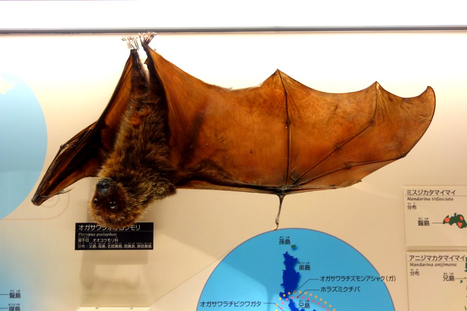 Pteropus pselaphon - National Museum of Nature and Science, Tokyo - DSC07053