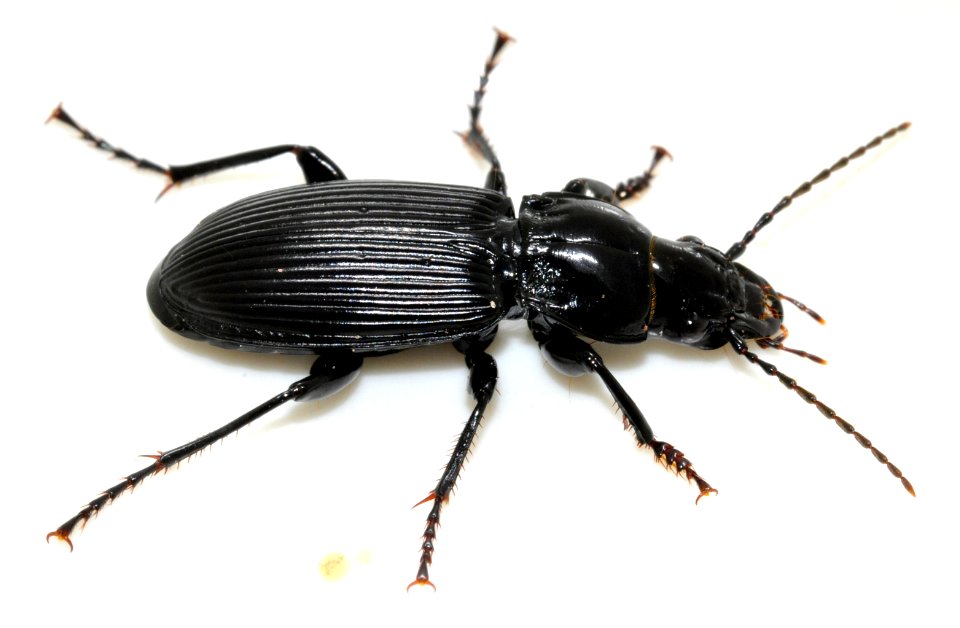 Pterostichus-melanarius-08-fws
