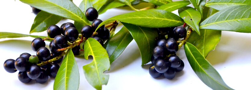 Prunus laurocerasus plant garden