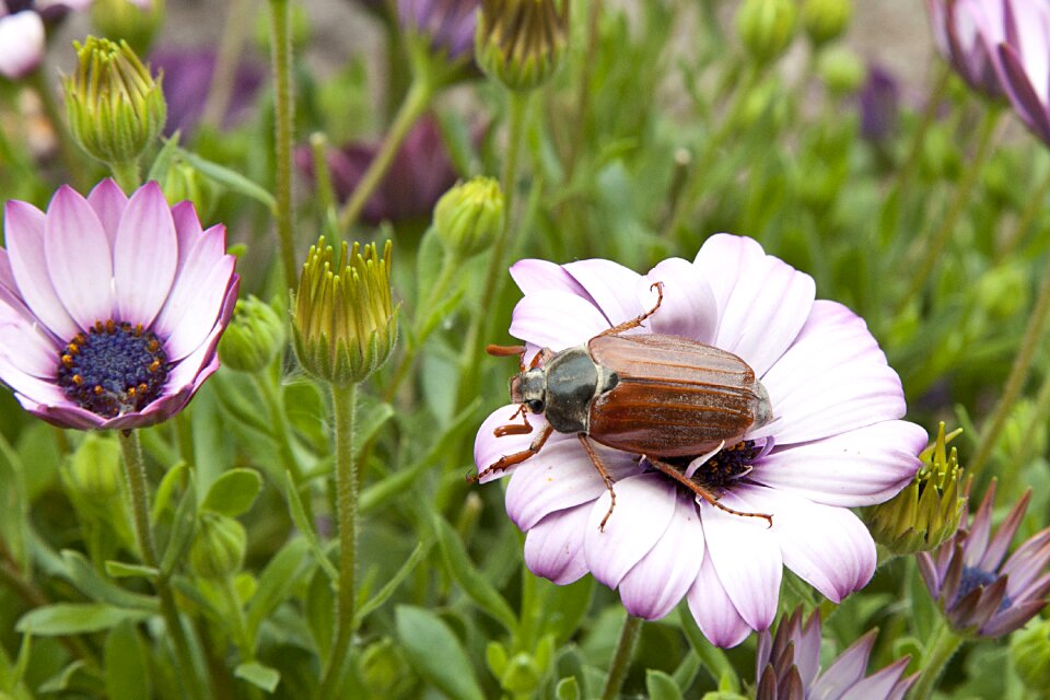 Insect beetle flower