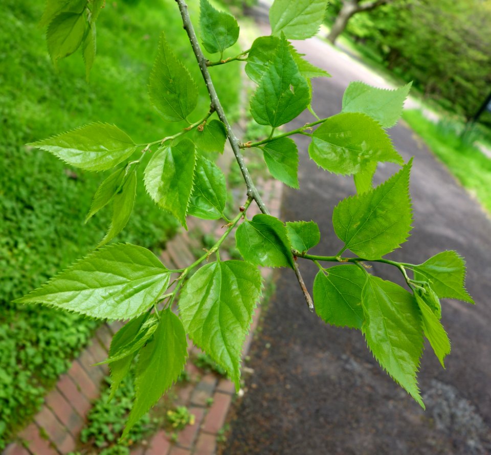 Pteroceltis tatarinowii - Morris Arboretum - DSC00344