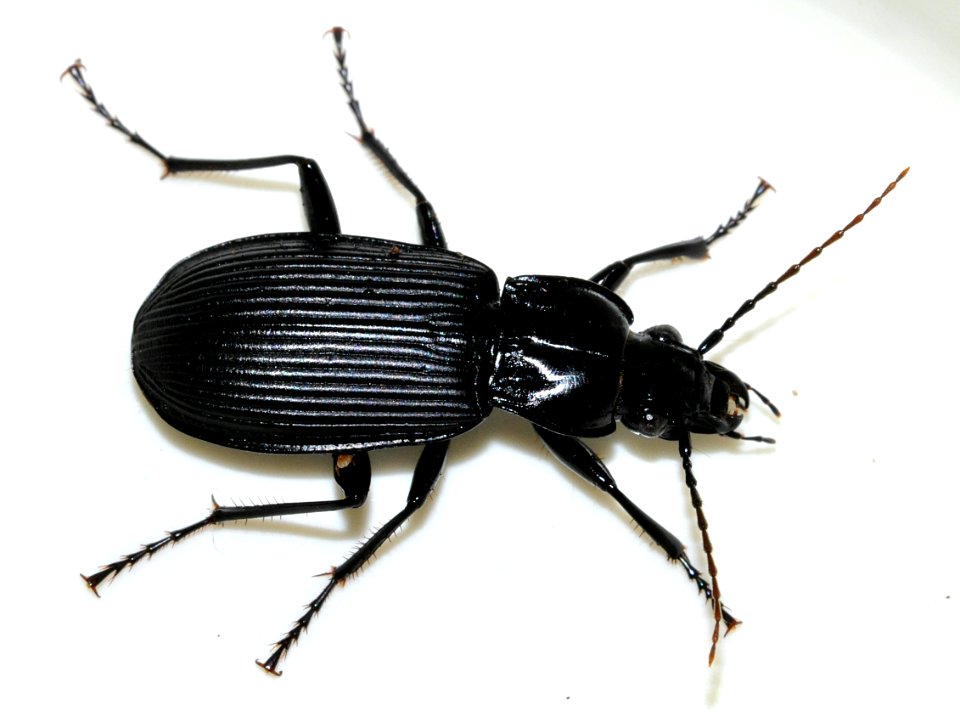 Pterostichus-niger-15-fws