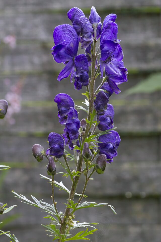 Purple aconitum napellus aconite