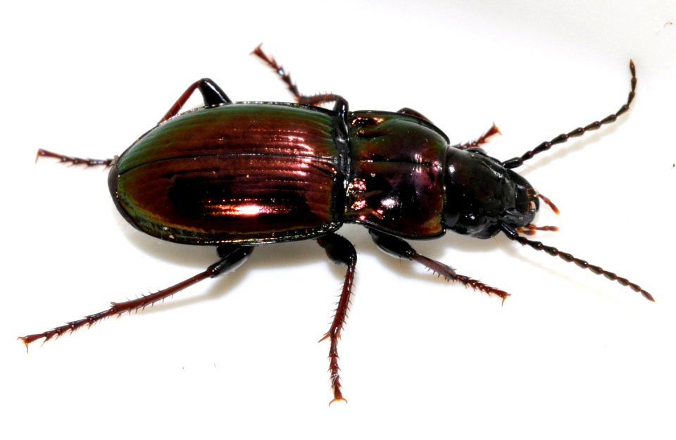 Pterostichus-burmeisteri-11-fws