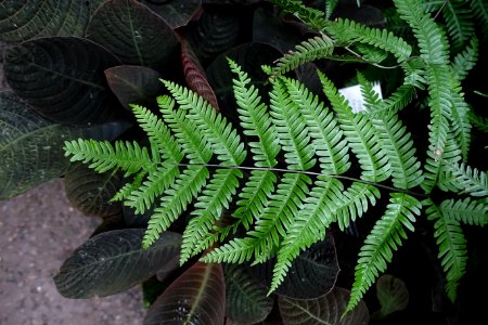 Pteris exaltata, Saumfarn, ex Nepal (so labeled) - Botanischer Garten - Heidelberg, Germany - DSC00967