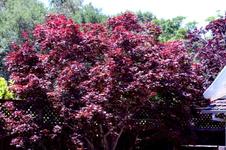 Prunus cerasifera 'Atropurpurea' IMG 2741 photo