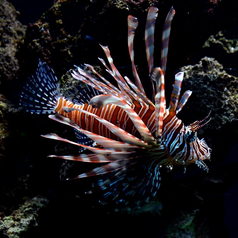 Pterois volitans Cologne Zoo 31122014 1