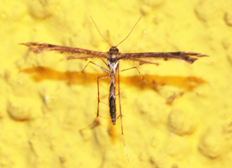 Pterophoridae-Goettingen05