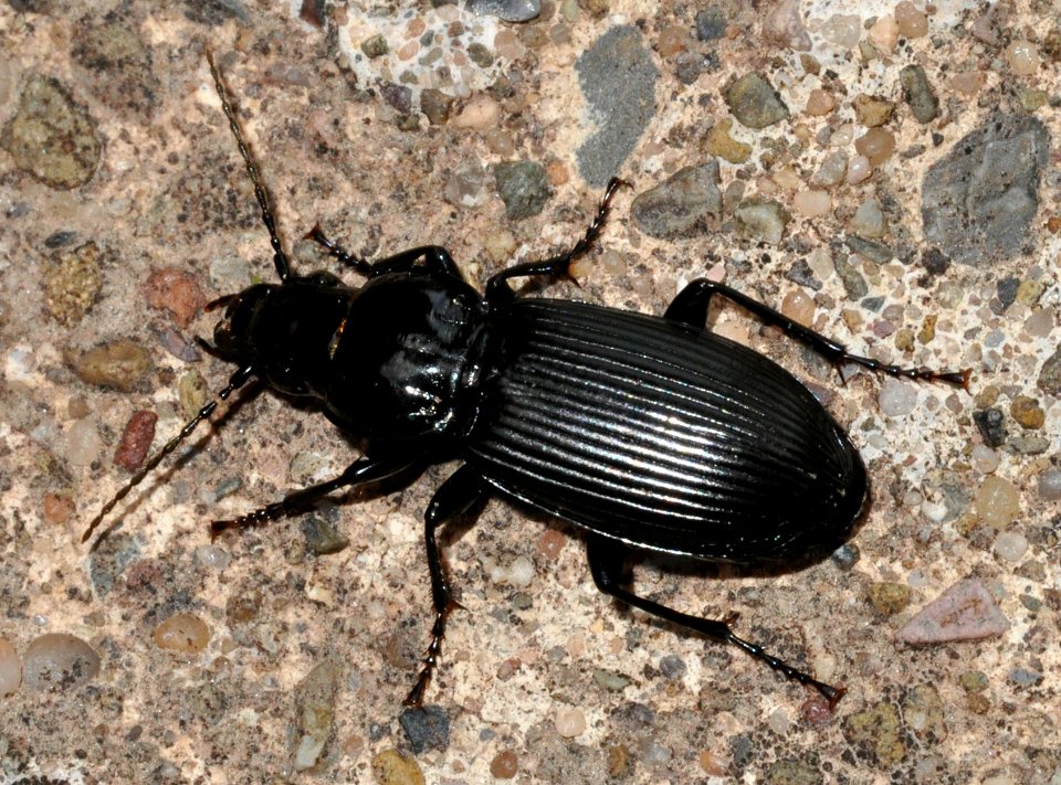 Pterostichus-melanarius-01-fws