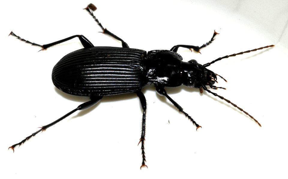 Pterostichus-niger-05-fws