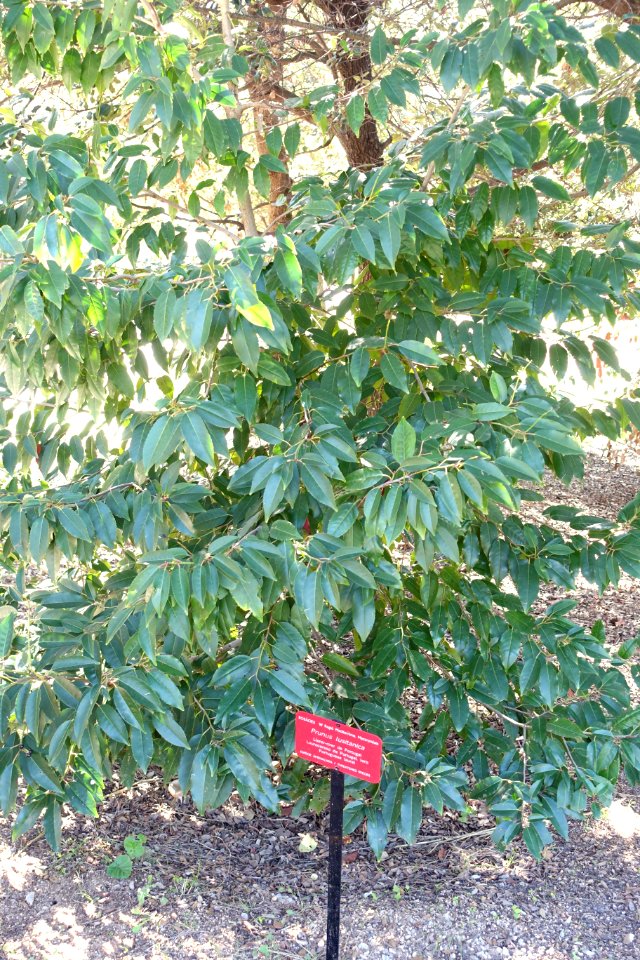 Prunus lusitanica - Jardín Botánico de Barcelona - Barcelona, Spain - DSC09204