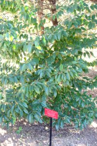 Prunus lusitanica - Jardín Botánico de Barcelona - Barcelona, Spain - DSC09204 photo